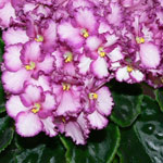 African Violet Bi colour